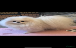 Pomeranian dogs for sale: Stunning Kc-reg boys 🌟🌟🌟🌟🌟 - Image 15