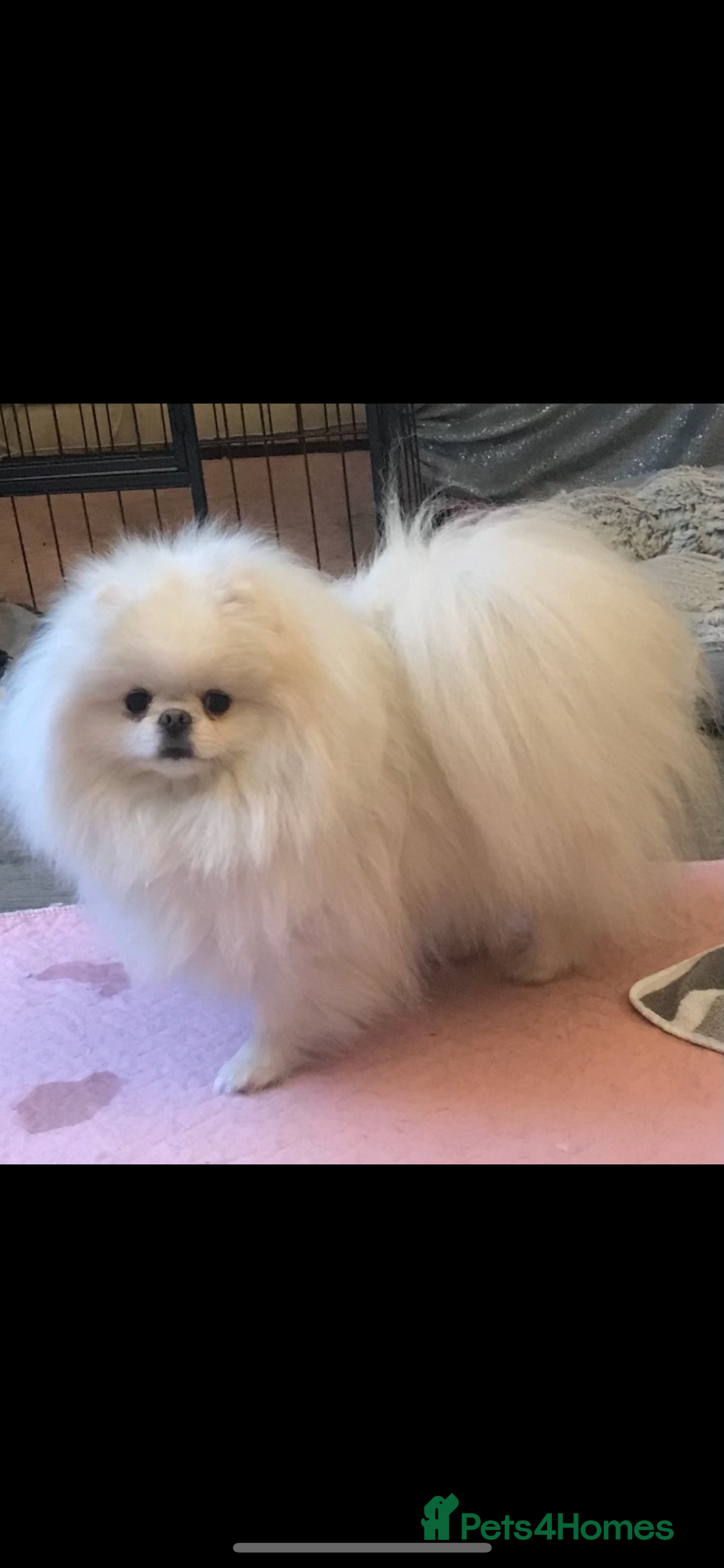 Pomeranian dogs for sale: Stunning Kc-reg boys 🌟🌟🌟🌟🌟 - Image 15