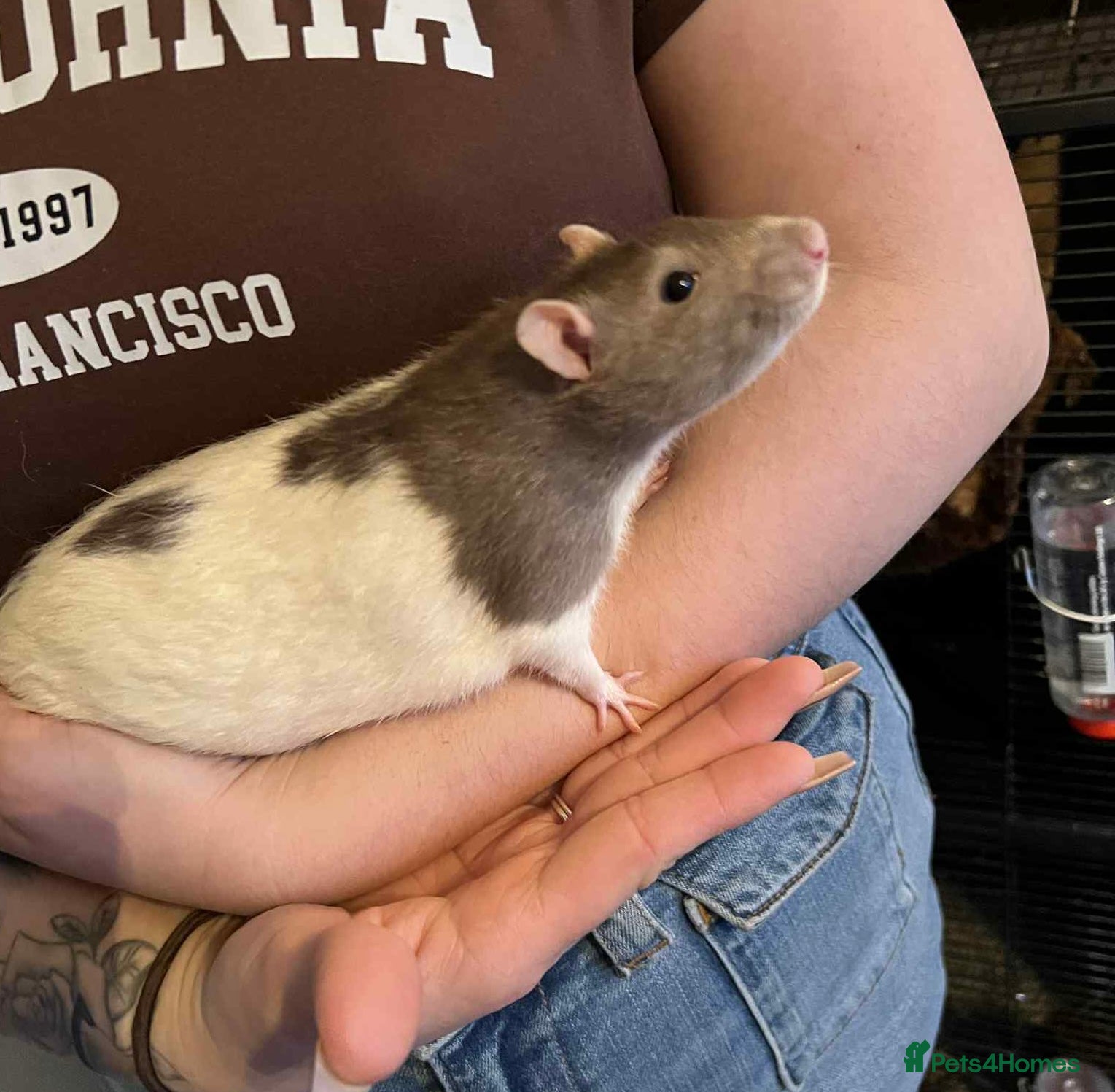 Rat rodents 2x Male Rats with Cage+carrier - Advert 1