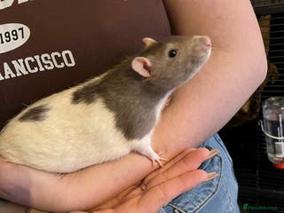 Rat rodents 2x Male Rats with Cage+carrier - Advert 16