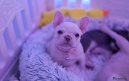 French Bulldog dogs for sale: KC French Bulldog Ready Now ! - Image 19