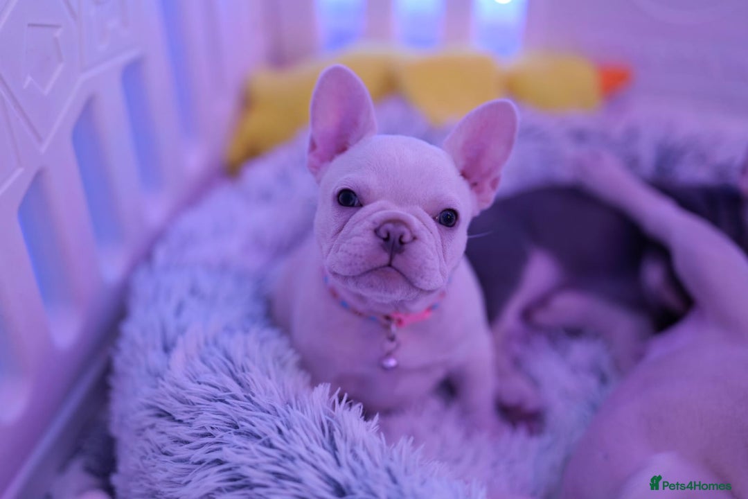 French Bulldog dogs for sale: KC French Bulldog Ready Now ! - Image 19