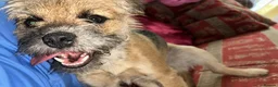 Border Terrier dogs for sale: 6 stunning boarder terrier puppies  - Advert 9