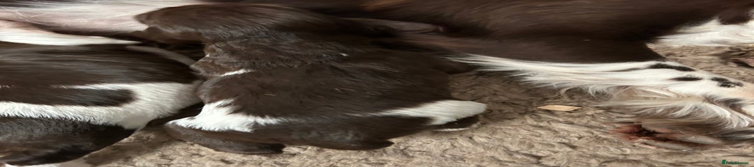English Springer Spaniel Puppy 1