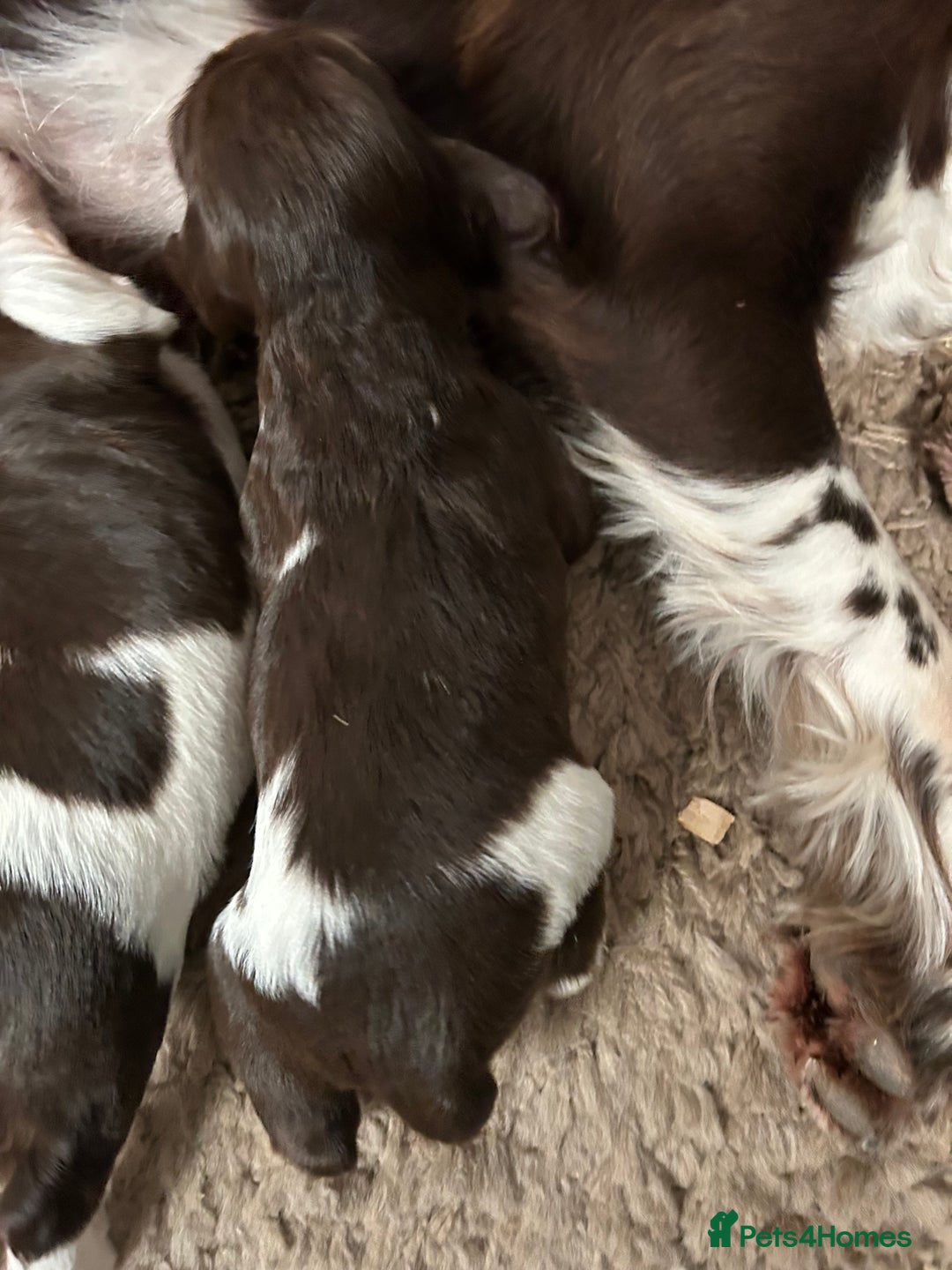 English Springer Spaniel dogs for sale: Springer spaniel puppies for sale  - Image 7
