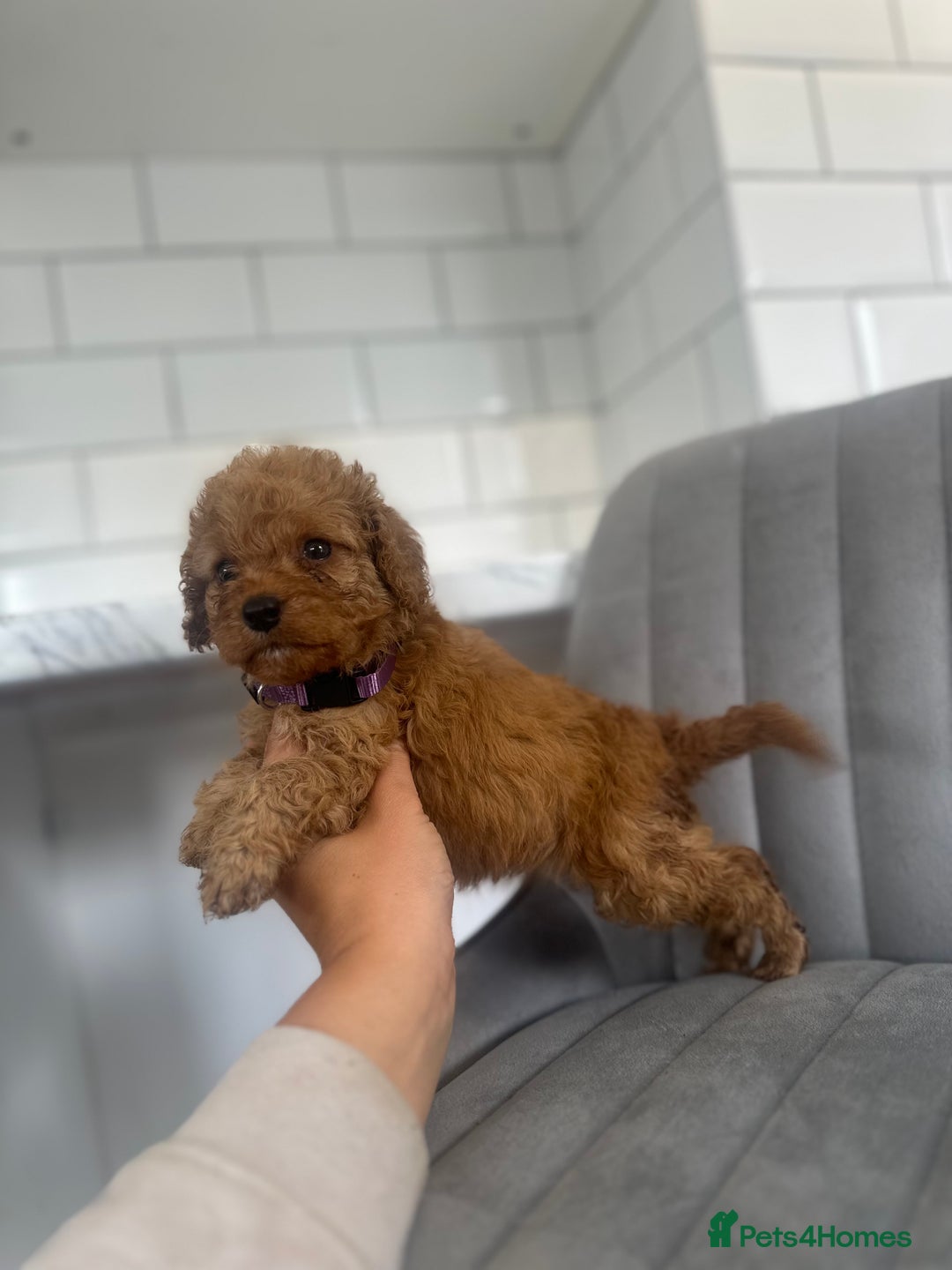 Cockapoo dogs for sale: OUTSTANDING Red Cockapoo Puppies  - Image 7