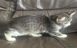 Mixed Breed cats for sale: Maincoon x Scottish fold  - Image 7