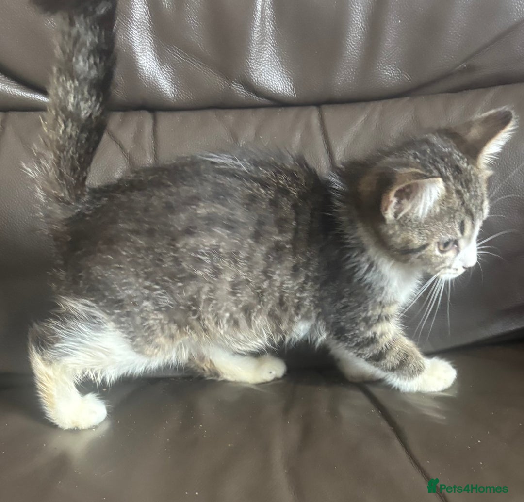 Mixed Breed cats for sale: Maincoon x Scottish fold  - Image 7