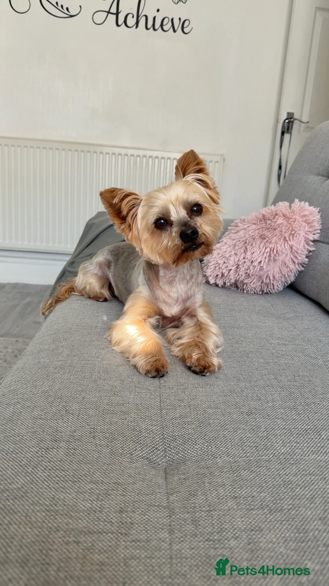 Yorkshire Terrier dogs for stud: 5.1 kg Yorkshire Terrier Stud - Advert 1