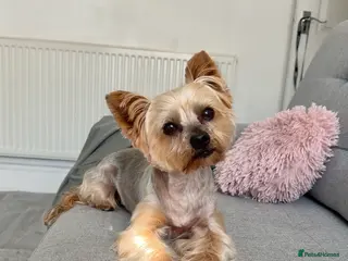 Yorkshire Terrier dogs 5.1 kg Yorkshire Terrier Stud - Advert 2