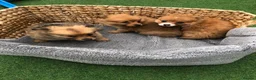 Pomchi dogs for sale: Pomchi puppies  - Advert 3