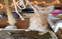 Maine Coon cats for sale: Full pedigree maine coon kittens for sale - Image 5