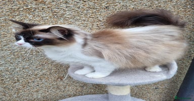 Ragdoll cats - Advert 2