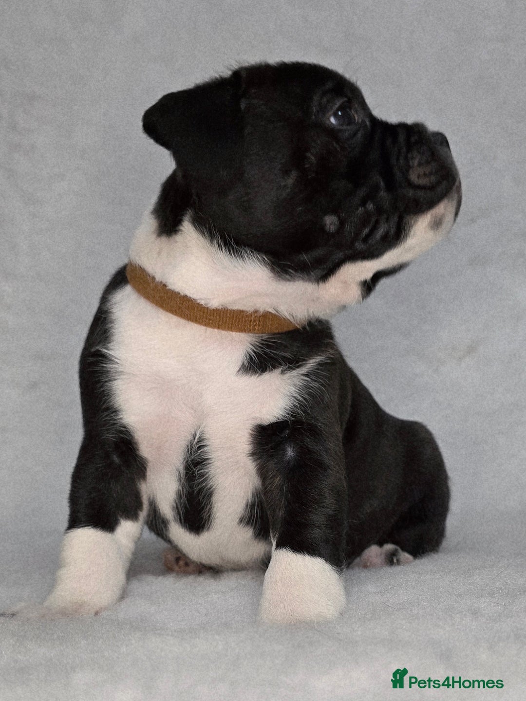 Staffordshire Bull Terrier dogs for sale: ✨️Outstanding SBT puppies✨️ - Advert 19
