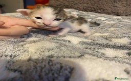 Oriental cats for sale:  GCCF Oriental Kittens For Sale - Image 6