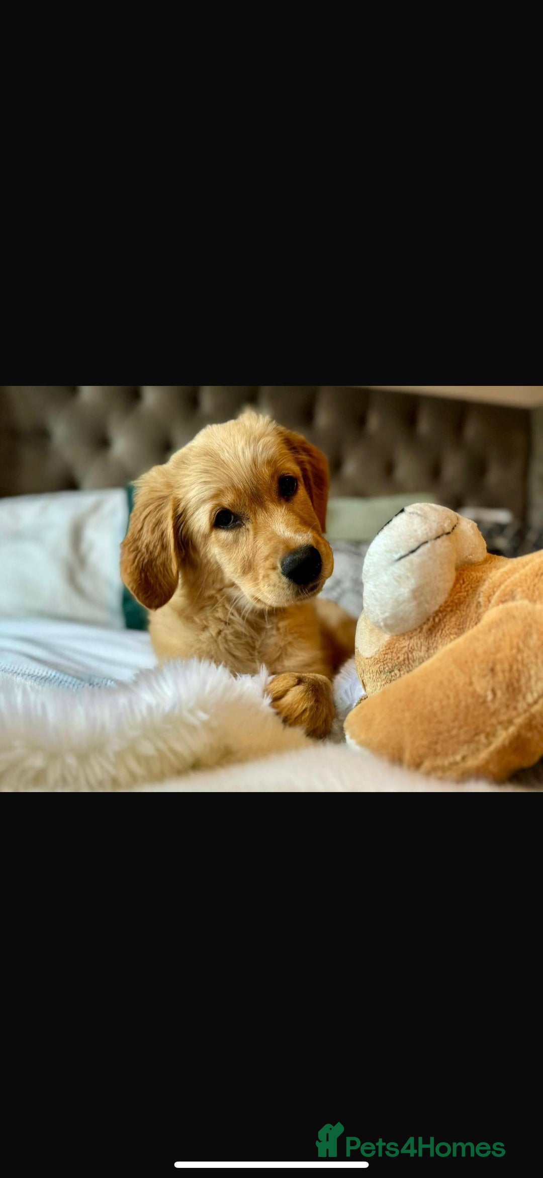 Golden Retriever dogs for sale: Beautiful English Cream Golden Retriever Puppy's  - Advert 6