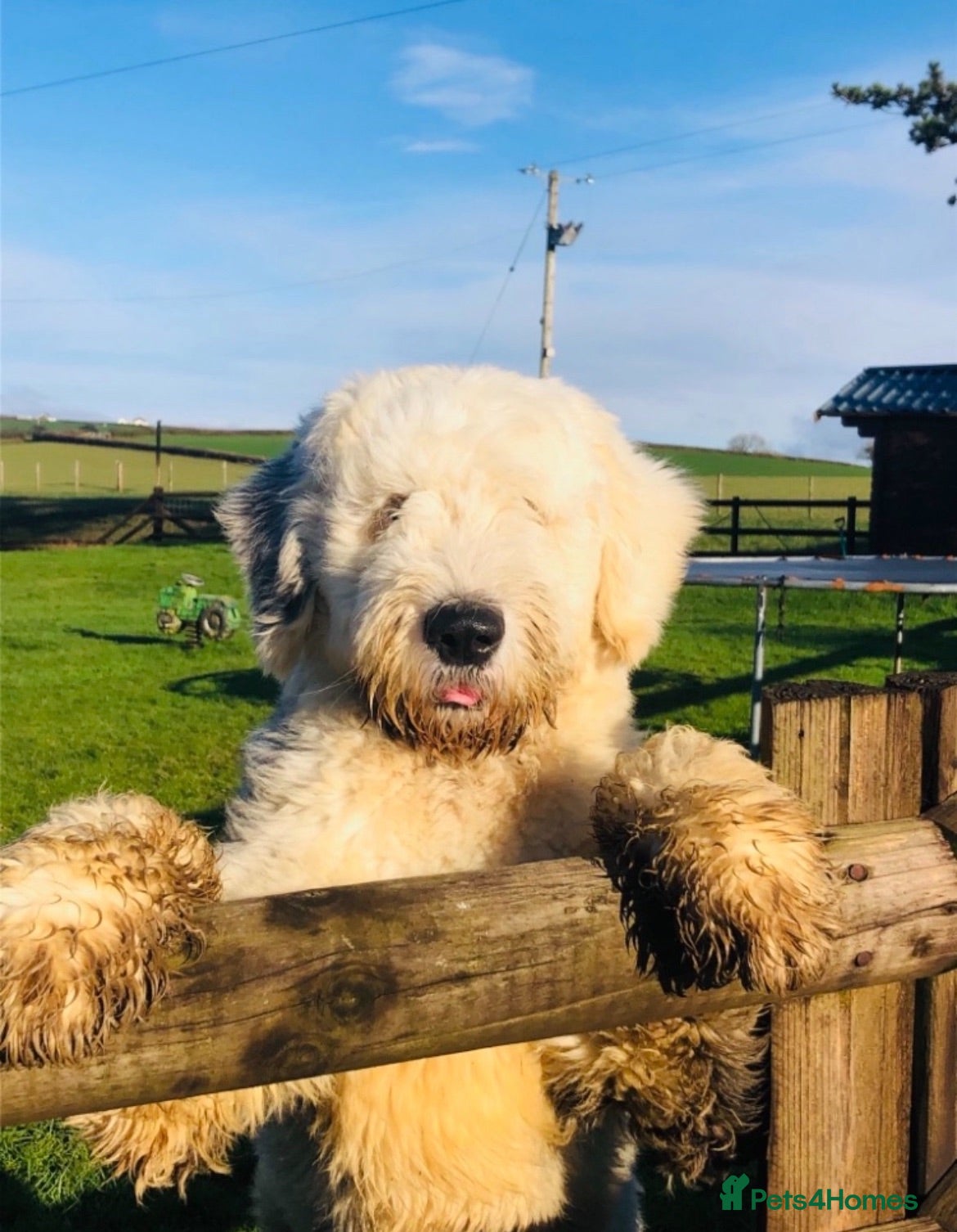 Old English Sheepdog dogs Two girls available  - Advert 1