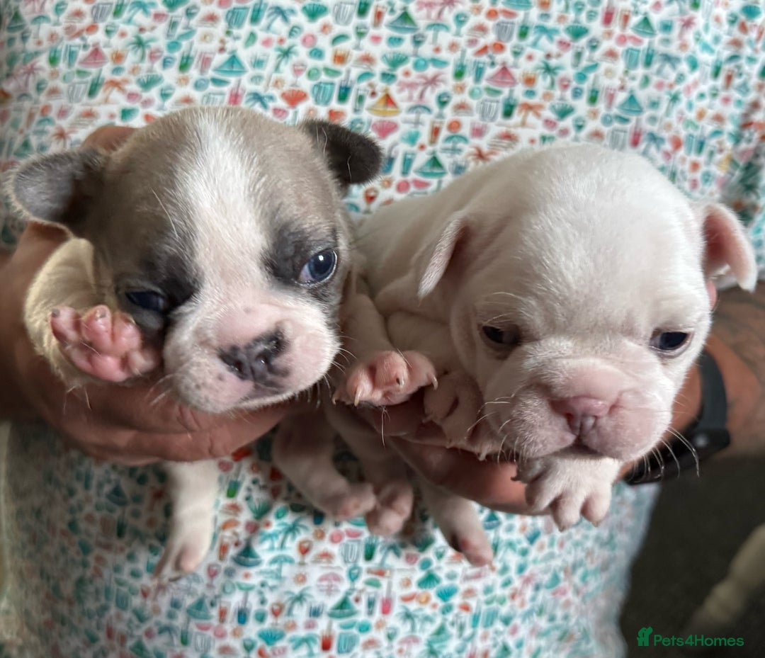 French Bulldog dogs for sale: Beautiful KC Reg French Bulldog Pups - Image 3