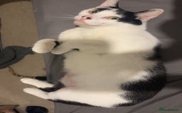 Domestic Shorthair cats for adoption: Rory and Luna - Advert 4