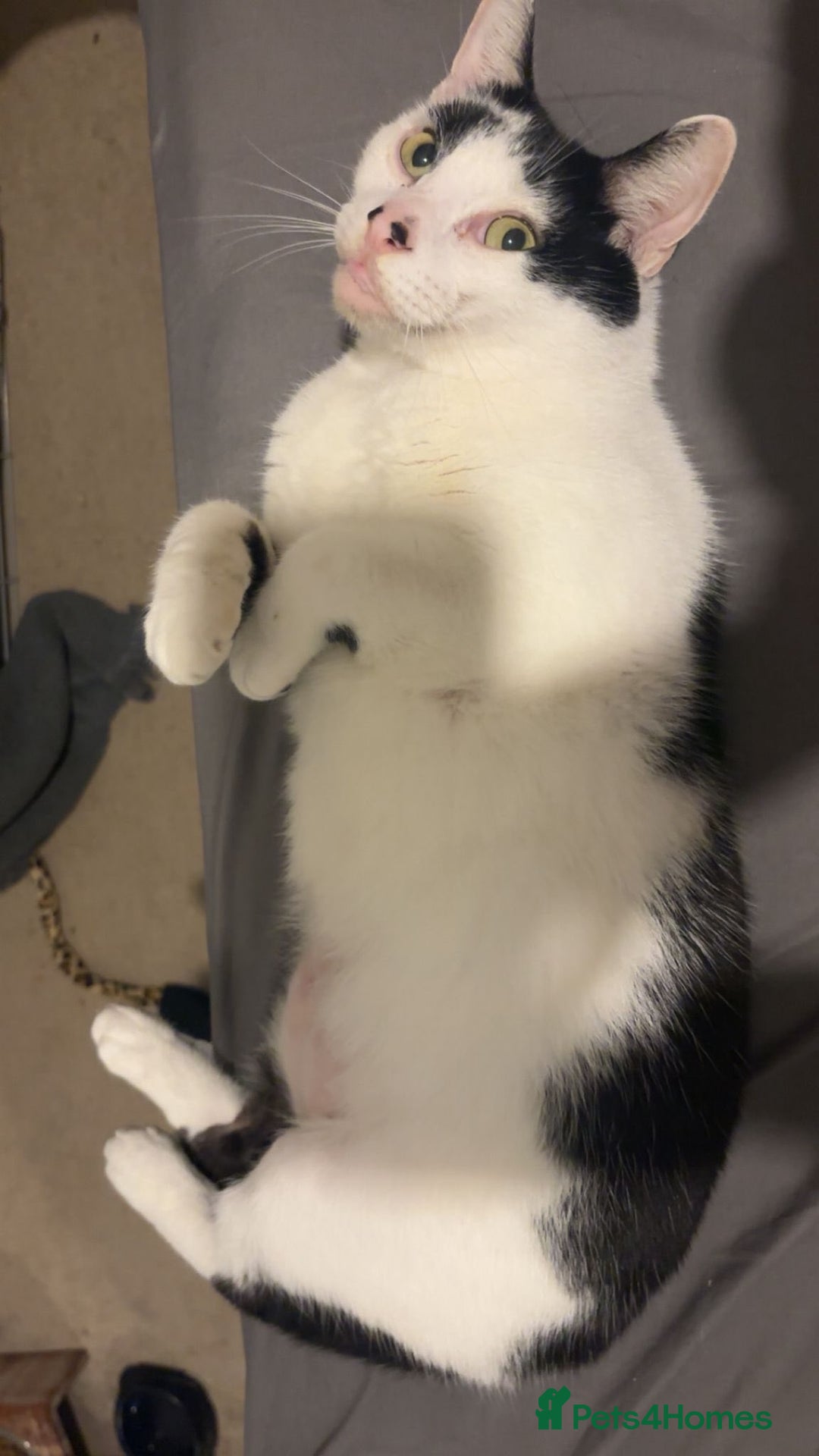 Domestic Shorthair cats for adoption: Rory and Luna - Advert 4