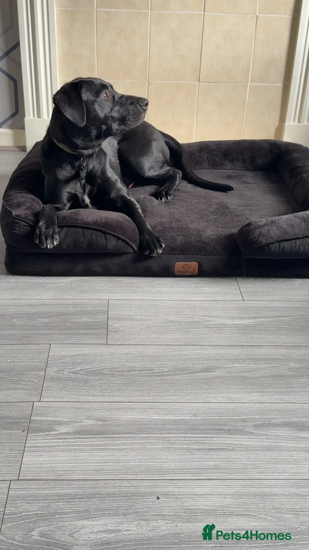 Mixed Breed dogs for sale: Dog needs re homing  in Oldham - Advert 2