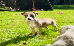 Whippet dogs for sale: SUPER KC Whippet puppies Show bred - Image 26