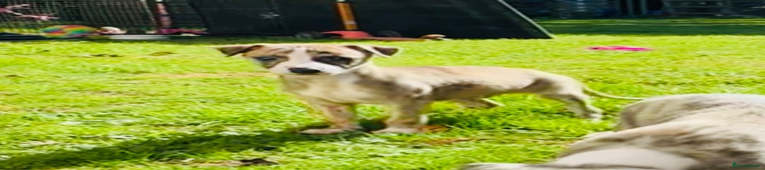 Whippet Puppy 2