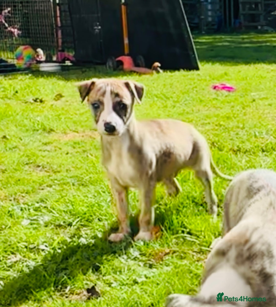 Whippet dogs for sale: SUPER KC Whippet puppies Show bred - Image 26