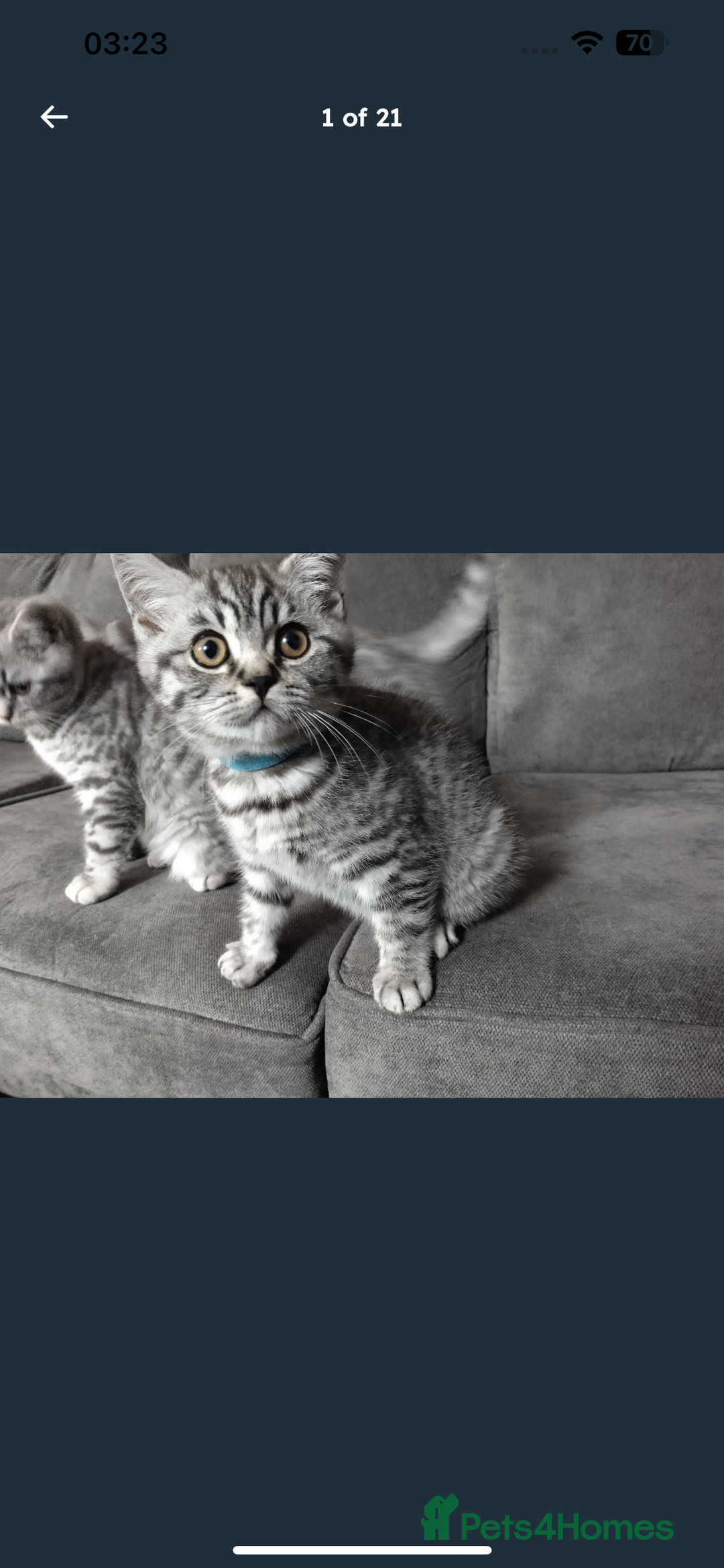 British Shorthair cats for sale: BSH Male Tripod Kitten  - Image 17