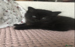 Scottish Fold cats for sale: STUNNING KITTENS FOR SALE! - Image 5