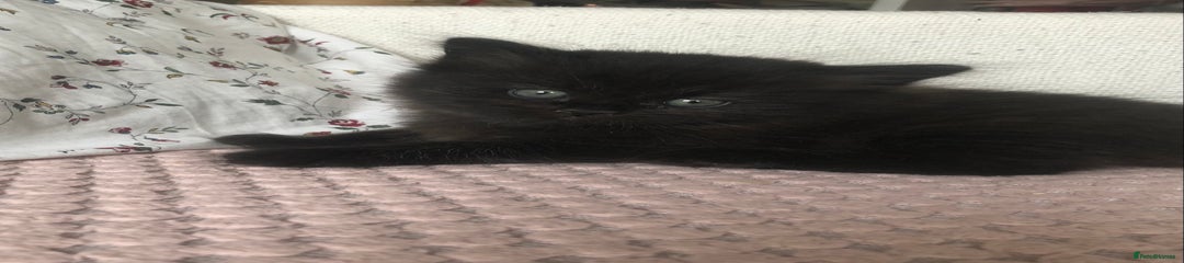 Fluffy black