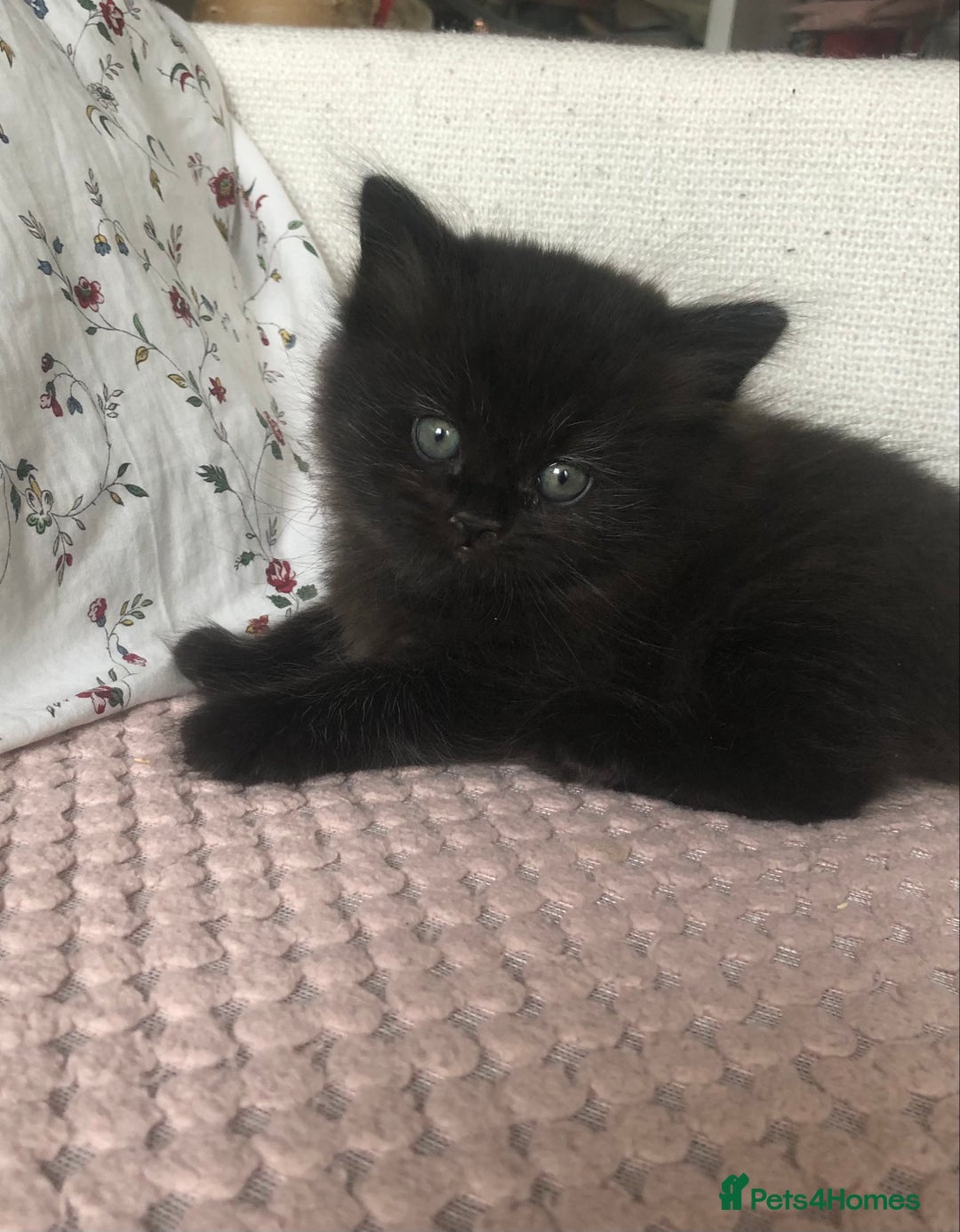 Scottish Fold cats for sale: STUNNING KITTENS FOR SALE! - Image 5