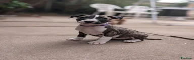English Bull Terrier 2