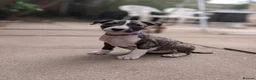 English Bull Terrier dogs for sale: Working and Sporting English Bull Terriers  - Advert 9