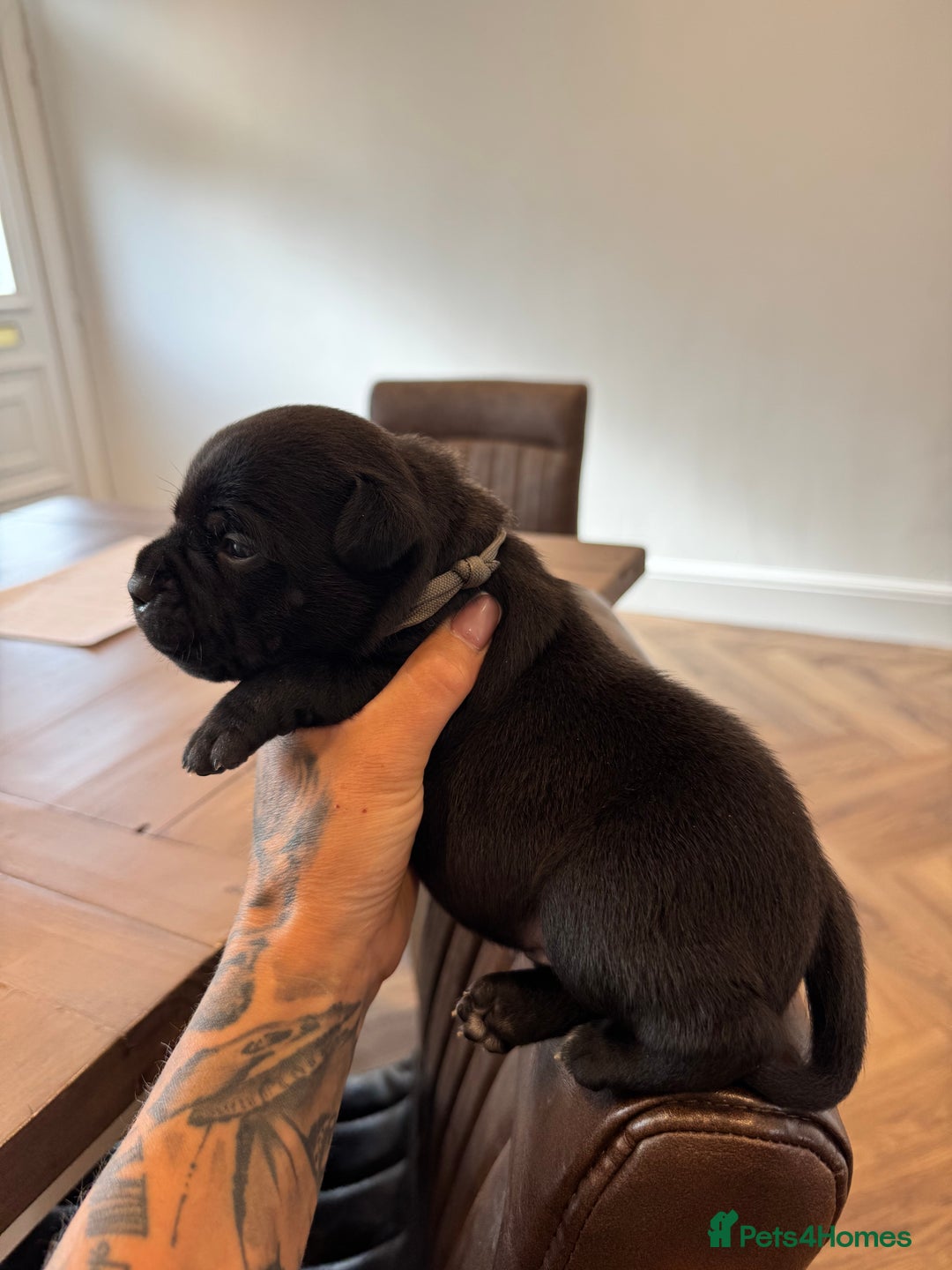Staffordshire Bull Terrier dogs for sale: Quality black stafford males in Carlisle - Image 9
