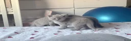 British Shorthair cats for sale: 🐾 British Shorthair Kittens Available 🐾 - Advert 3