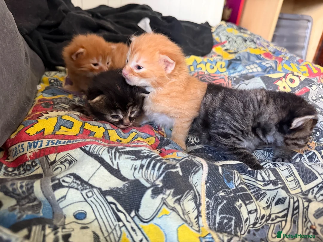 Mixed Breed cats for sale: 2 ginger boys and 2 tabby girls - Advert 2