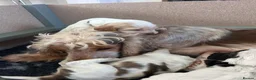 Cocker Spaniel dogs for sale: Exceptional Show Cocker Spaniel Puppies - Advert 2