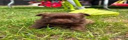 Chihuahua dogs for sale: Long haired Chihuahua Puppies  - Advert 9