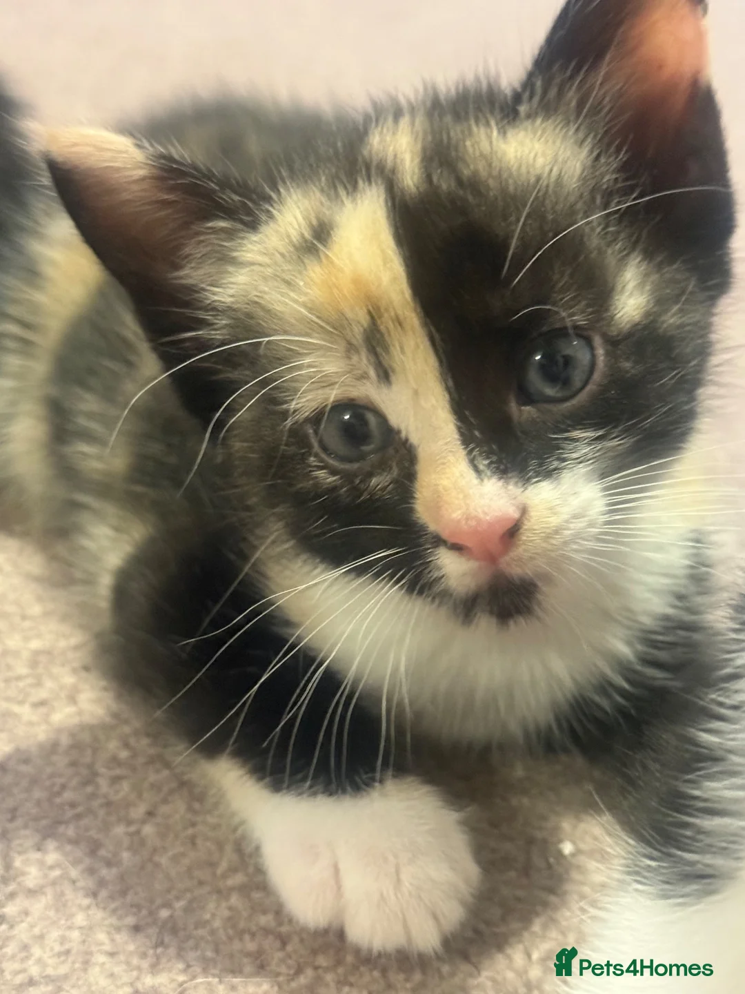 Mixed Breed cats for sale: Adorable kittens looking for their forever homes  - Advert 1