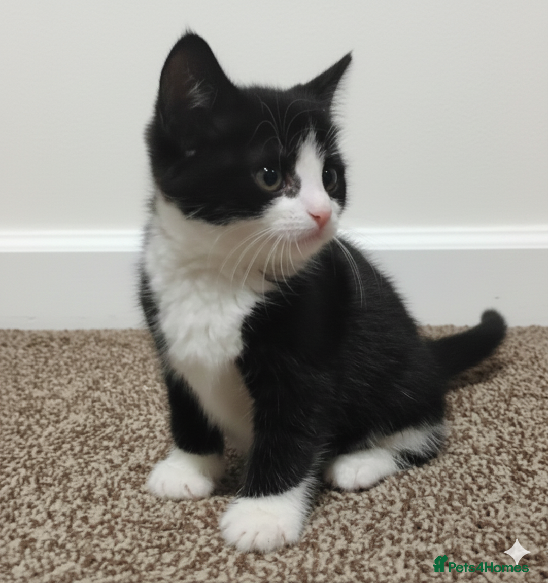 Devon Rex cats for sale: Kittens  - Advert 1