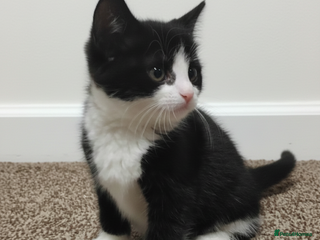 Devon Rex cats Kittens - Advert 1