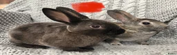 Rex rabbits for sale: Beautiful velvet mini Rex & Rex rabbits - Advert 23