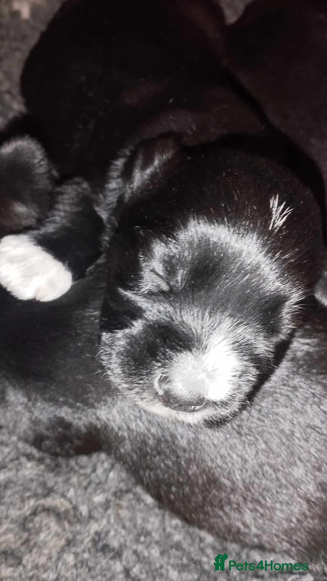 Miniature Schnauzer dogs for sale: Miniature Schnauzers  - Advert 14