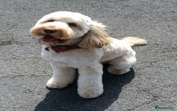 Cockapoo dogs for sale: Sweetest cockapoo - Image 1