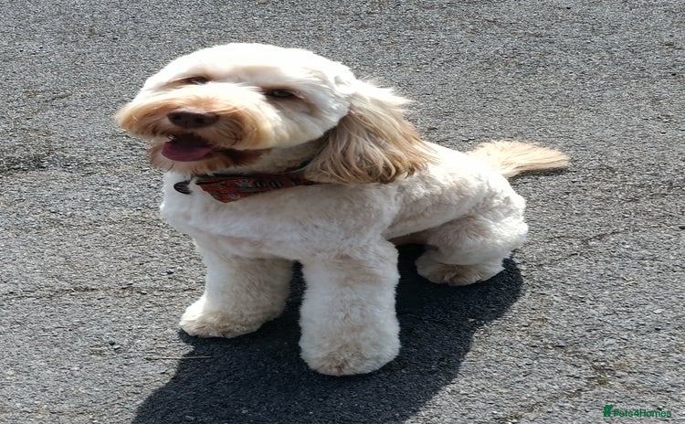 Cockapoo dogs - Advert 10