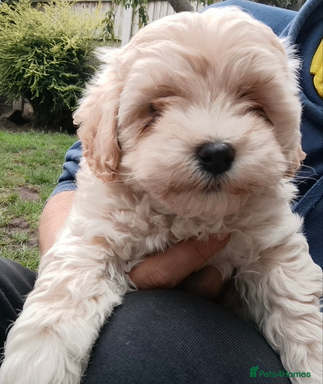 Maltipoo dogs for sale: Adorable Maltipoo Puppies, cream/red M&F - Image 5