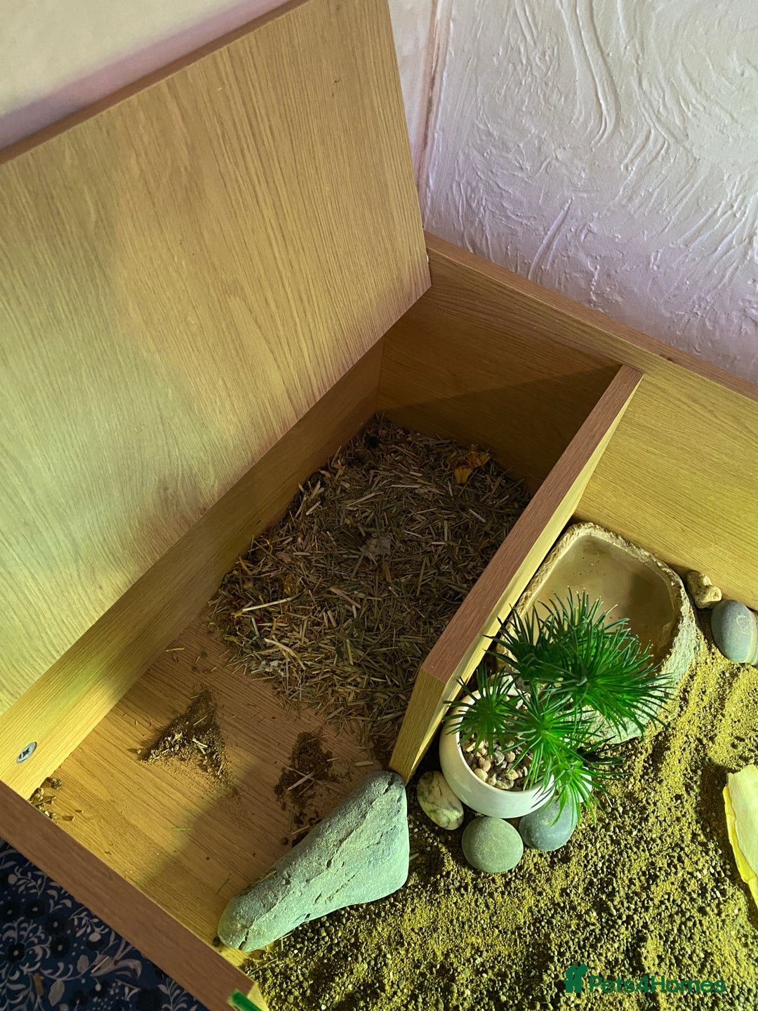 Tortoise reptiles for sale: Tortoise Russian Horsefield - Image 5