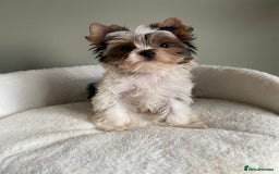 Yorkshire Terrier dogs for sale: Colorful Yorkshire Terrier puppies for sale - Advert 39