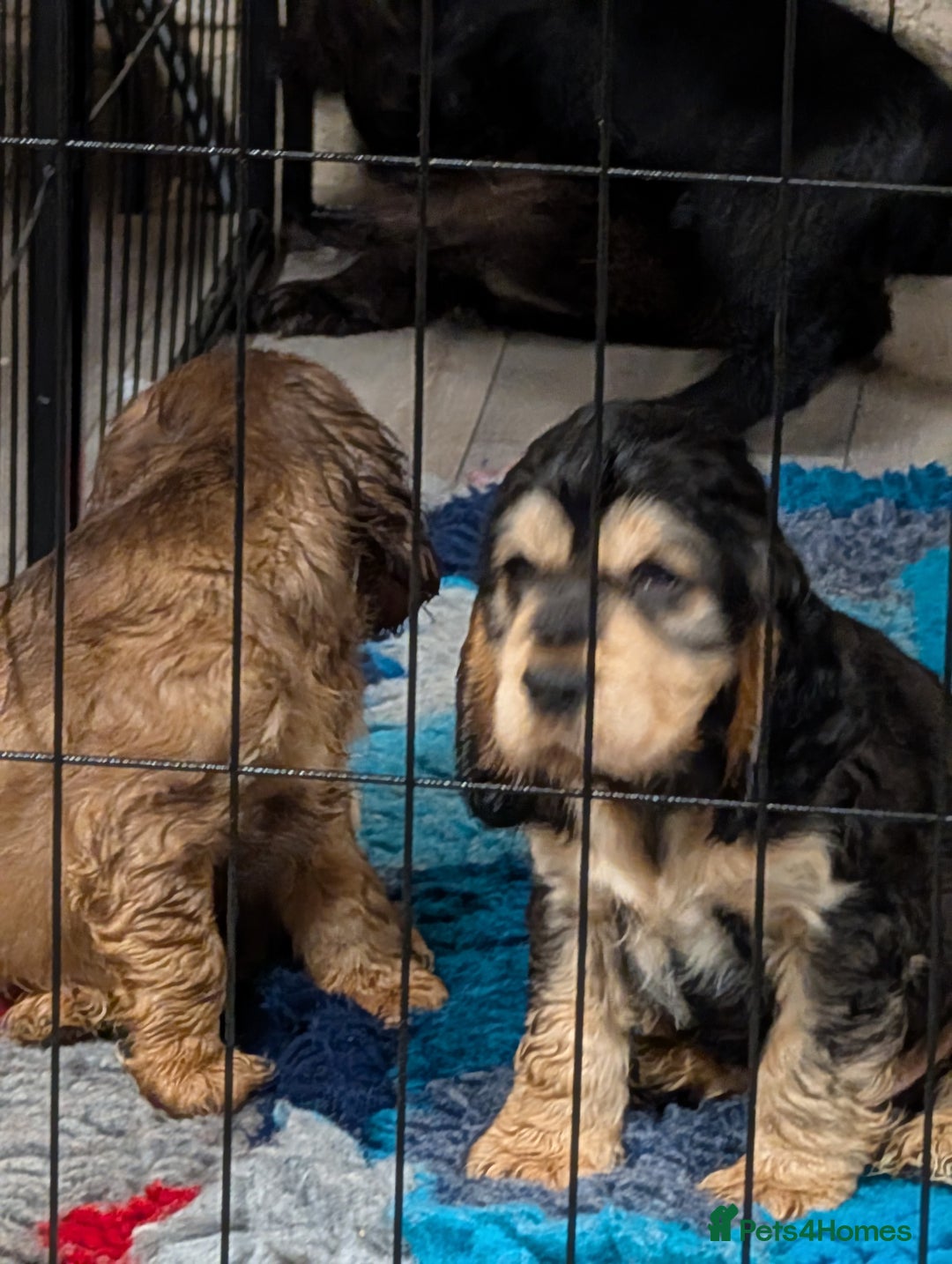 Cocker Spaniel dogs for sale: Show type cocker spaniel  - Image 8